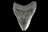 Fossil Megalodon Tooth - South Carolina #95302-2